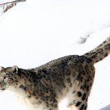 Ces félins à l'épaisse fourrure grise tachetée, offrant un camouflage efficace dans les territoires montagneux où ils évoluent, sont difficiles à repérer, ce qui rend très compliqués les observations sur le terrain. KEYSTONE/EPA/IGOR KOVALENKO